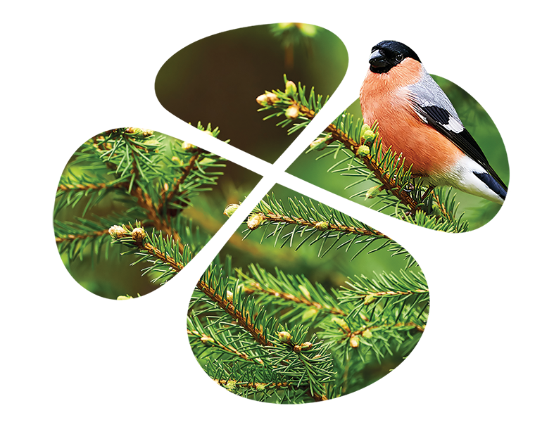 lintu-cmyk ehdokashankintailmoituksiin